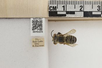 Media type: image;   Entomology 791074 Aspect: Labels